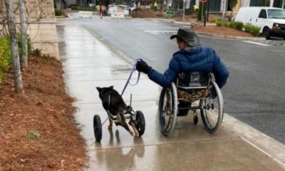 Cachorro e homem em cadeiras de rodas