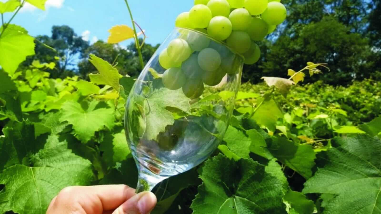 Taça com uvas verdes