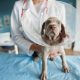 cão veterinário