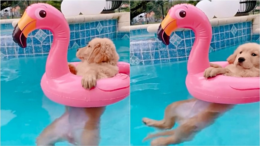 cão boia flamingo