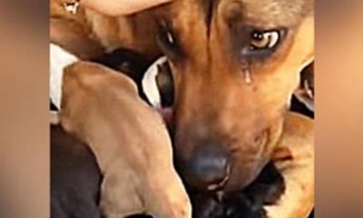 Cachorra chora ao reencontrar filhotes