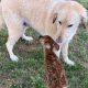 Cachorro cheirando filhote de cervo