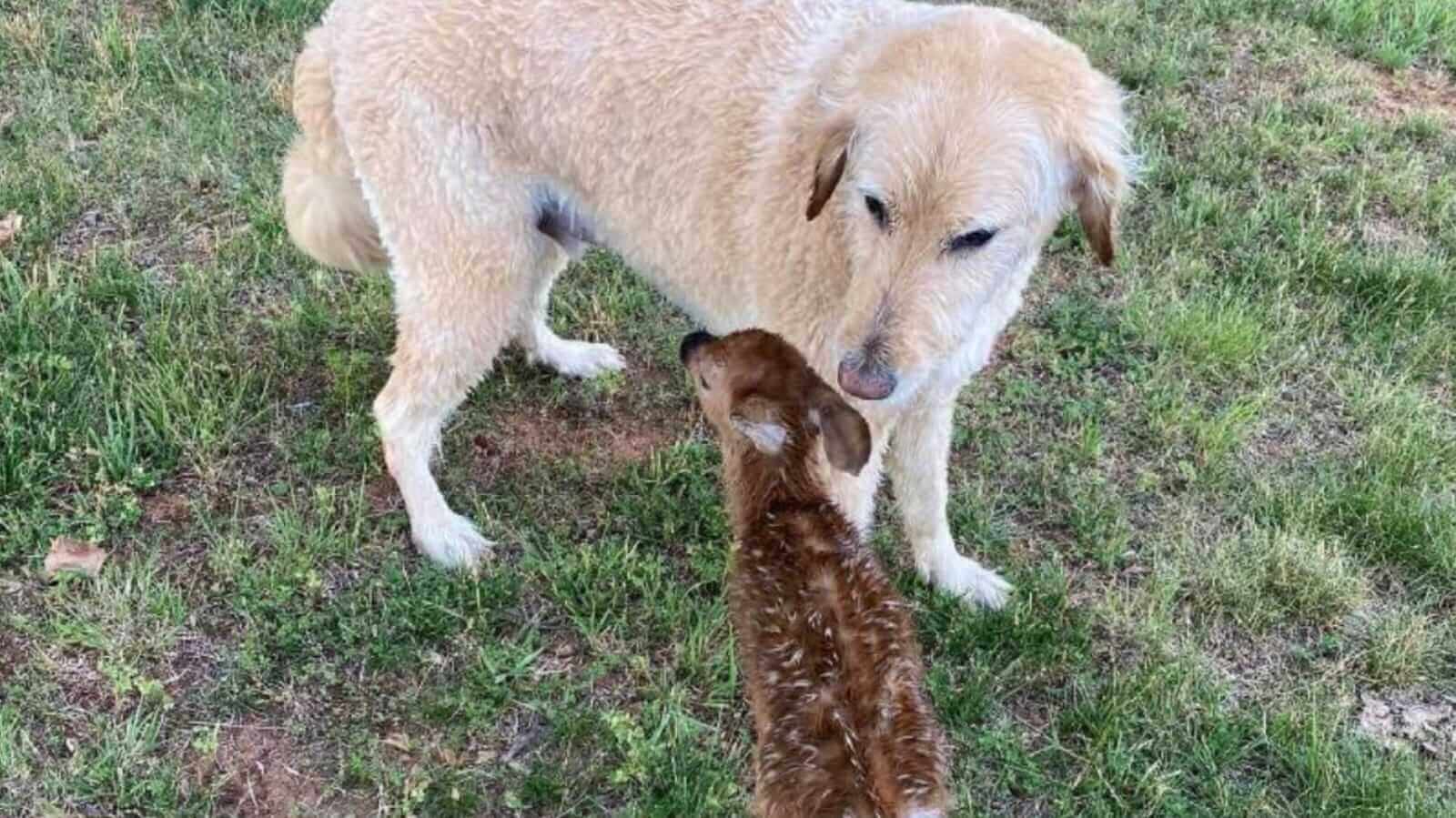 Cachorro cheirando filhote de cervo