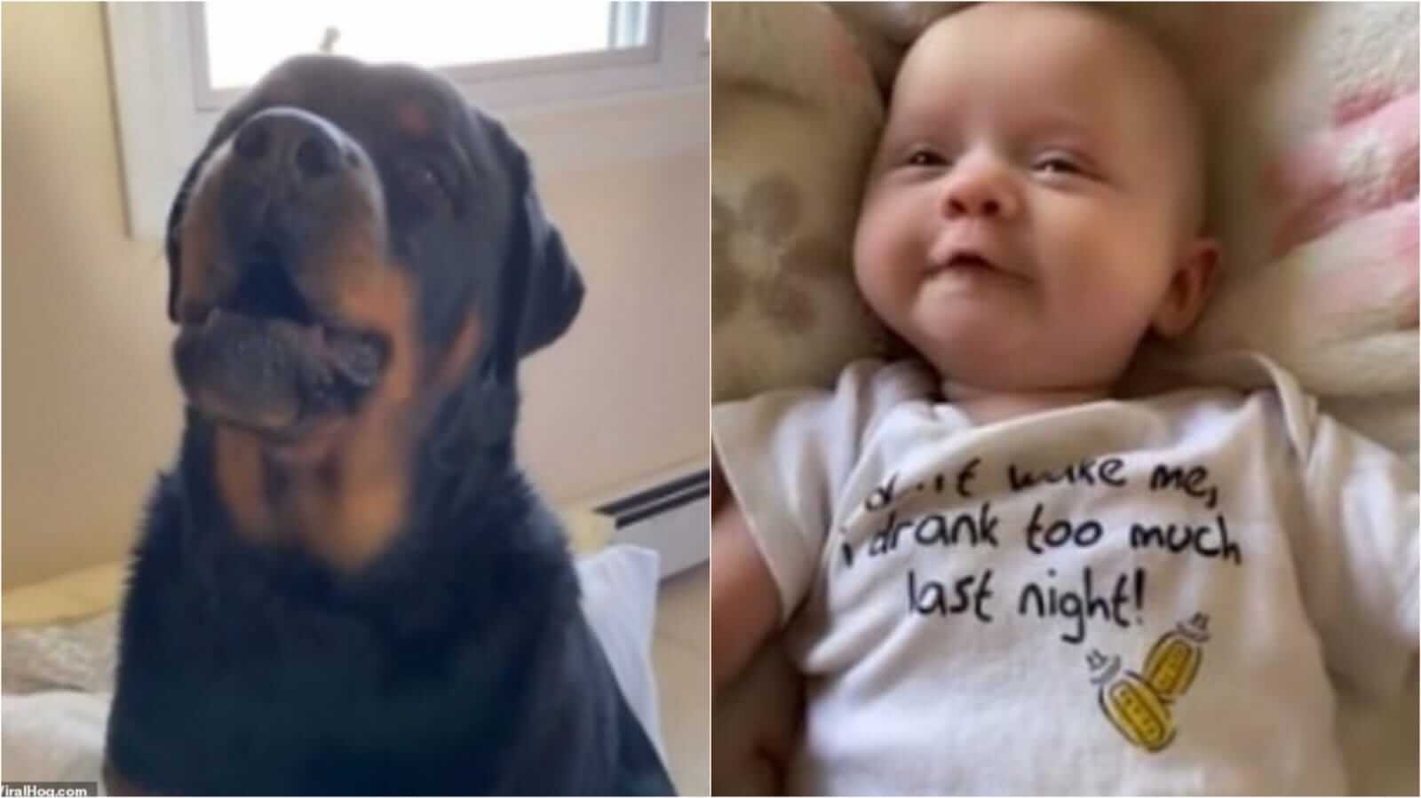 Cachorro Rottweiler e Bebê