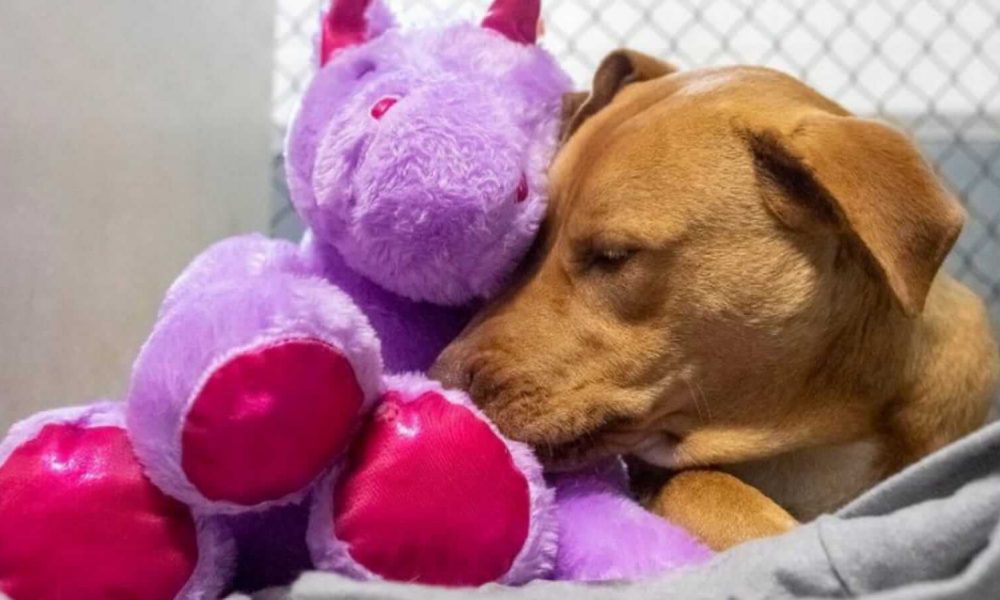 Cachorro que roubou unicórnio de pelúcia 5 vezes ganha o brinquedo e um novo lar – [Blog GigaOutlet]
