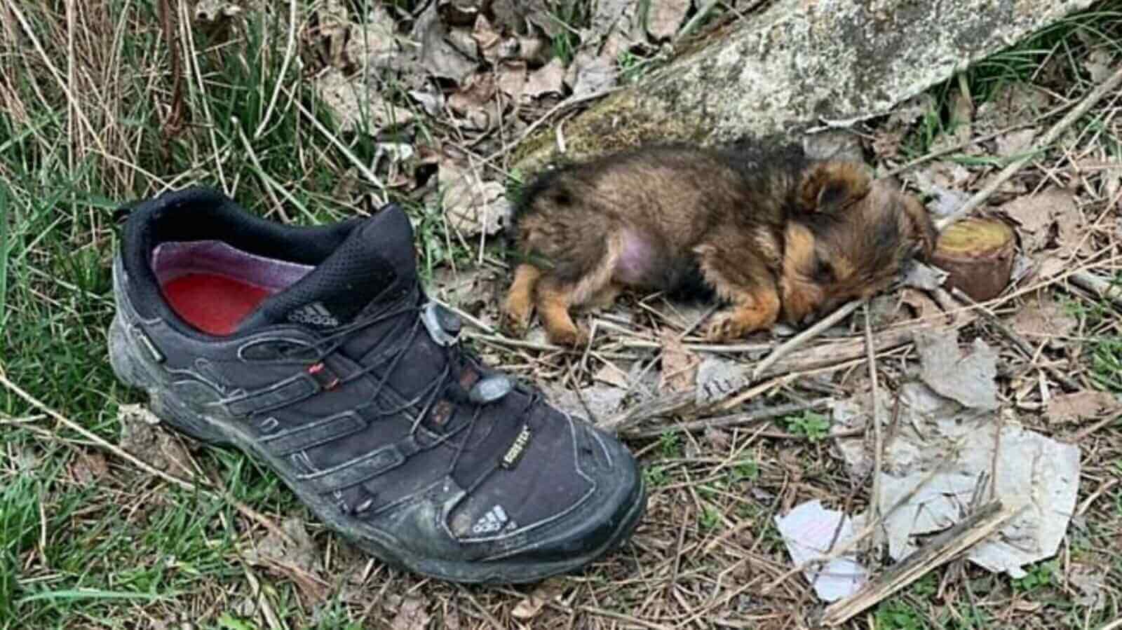 Cachorro deitado ao lado de sapato