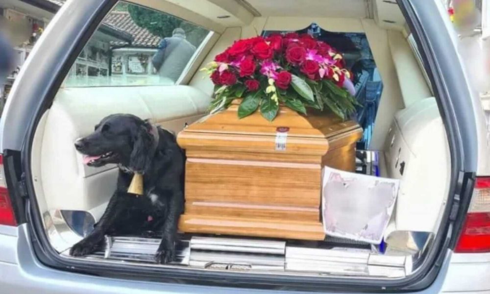 Cachorro ao lado de caixão em carro funerário