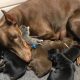 Cachorra Doberman com filhotes de cão e filhote de gato