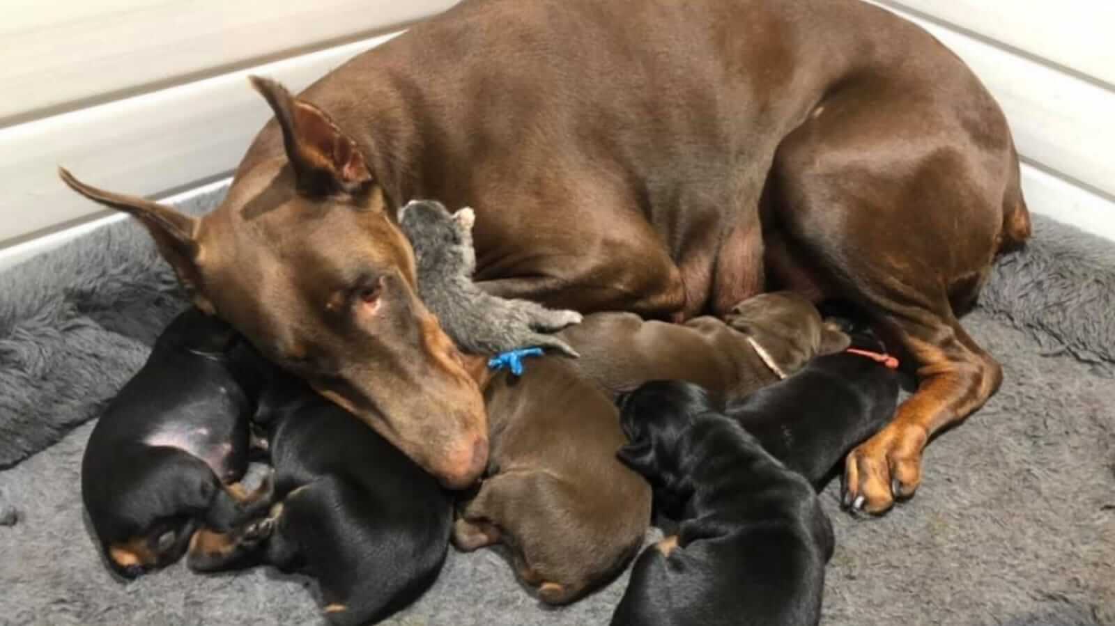 Cachorra Doberman com filhotes de cão e filhote de gato