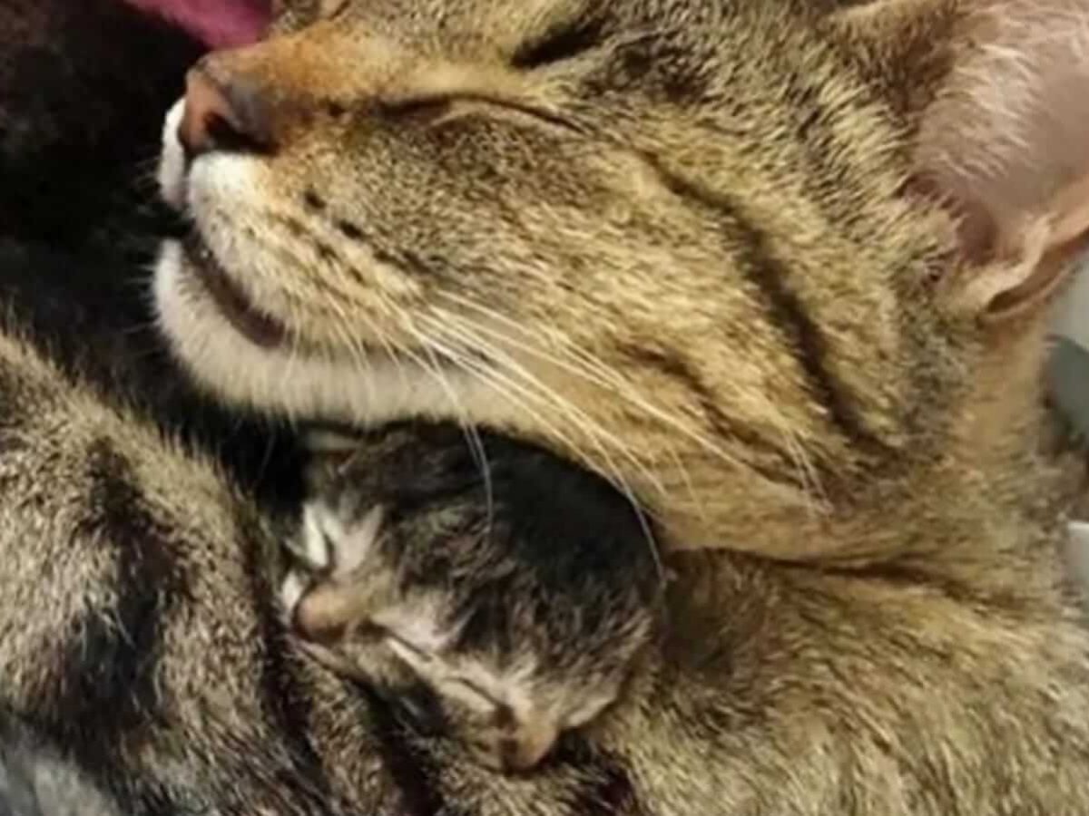 Acabaram de nascer, 4 gatinhos, filhos da Nikita 