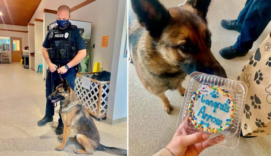 Cachorro cheirando fatia de bolo e em coleira com policial