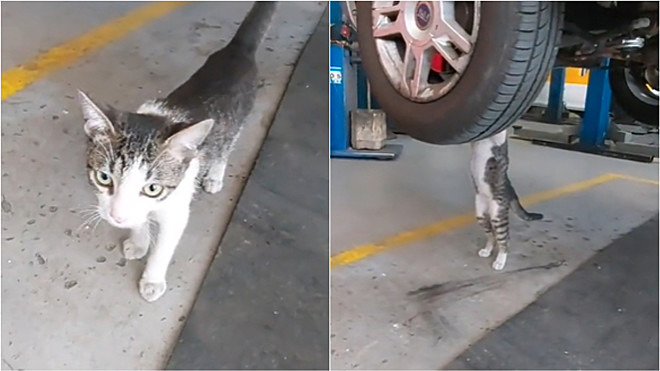 Gato Oliver é o novo funcionário de uma mecânica