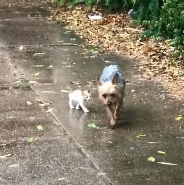 Hazel convidando uma gatinha para entrar em sua casa, por causa da chuva