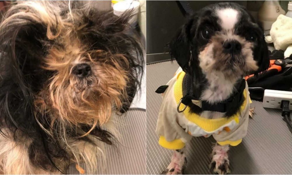 Antes e depois de cachorro após tosa