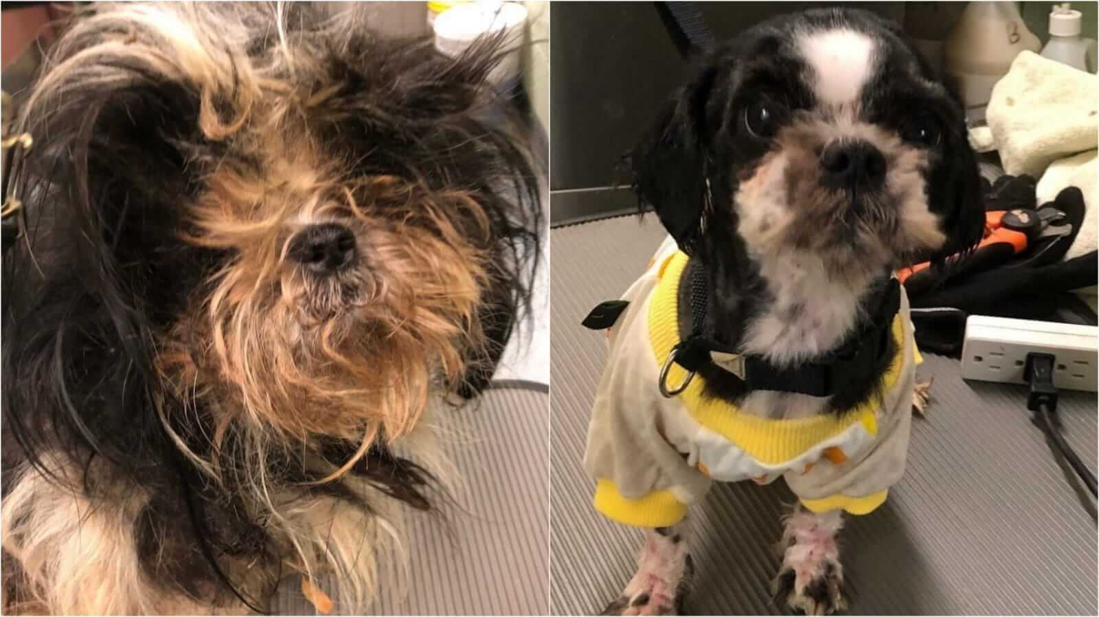 Antes e depois de cachorro após tosa