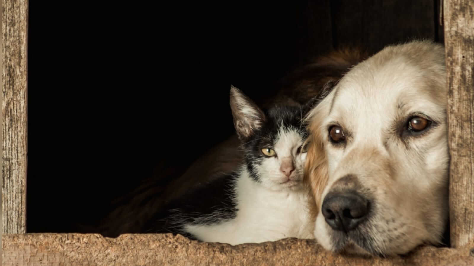 Cão e gato deitados juntos