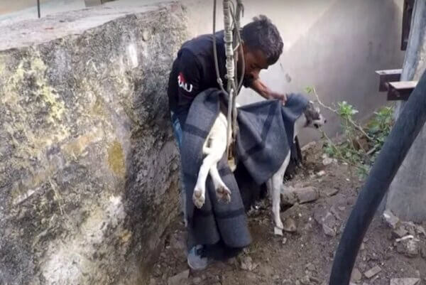 Cachorrinha teve o abdômen perfurado por uma barra de ferro