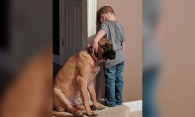cachorro faz companhia a menino durante castigo
