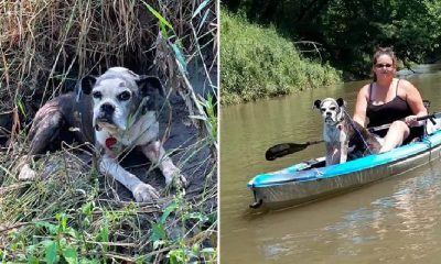 cachorra e mulher em uma canoa no rio