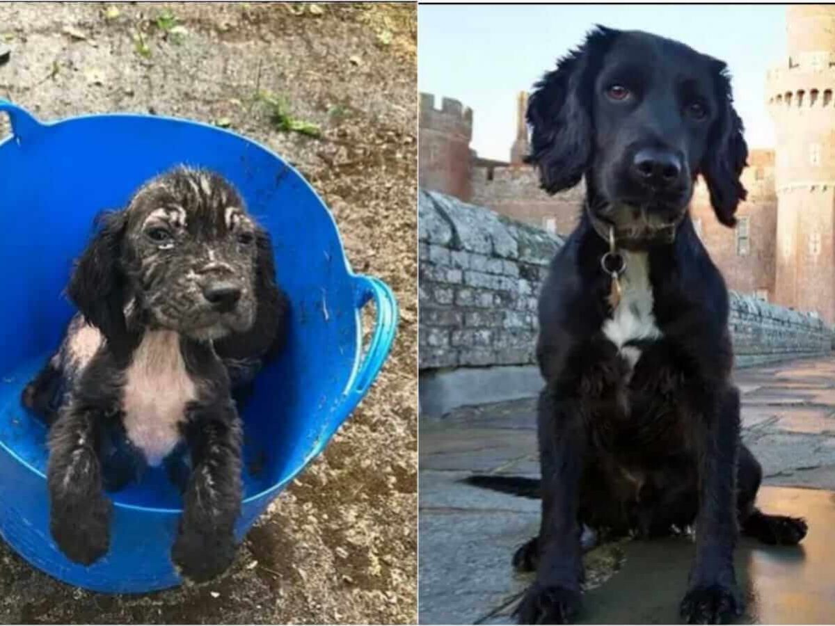 Dono entrega o cão a um abrigo dentro de um balde com óleo do