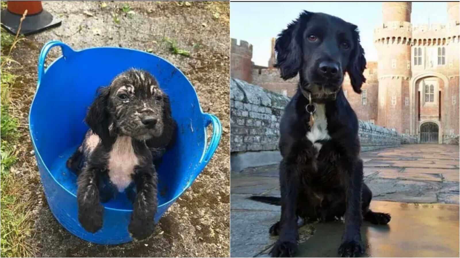 Antes e depois de cachorro abandonado