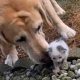 Cachorro cheirando filhote de gato