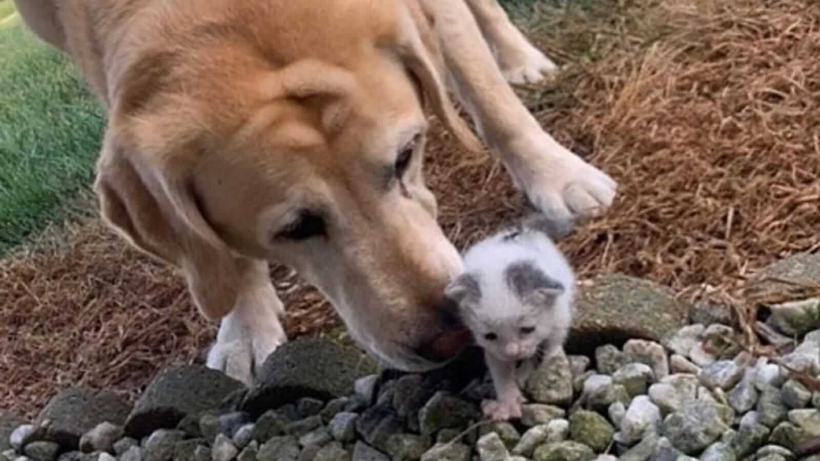Cachorro cheirando filhote de gato