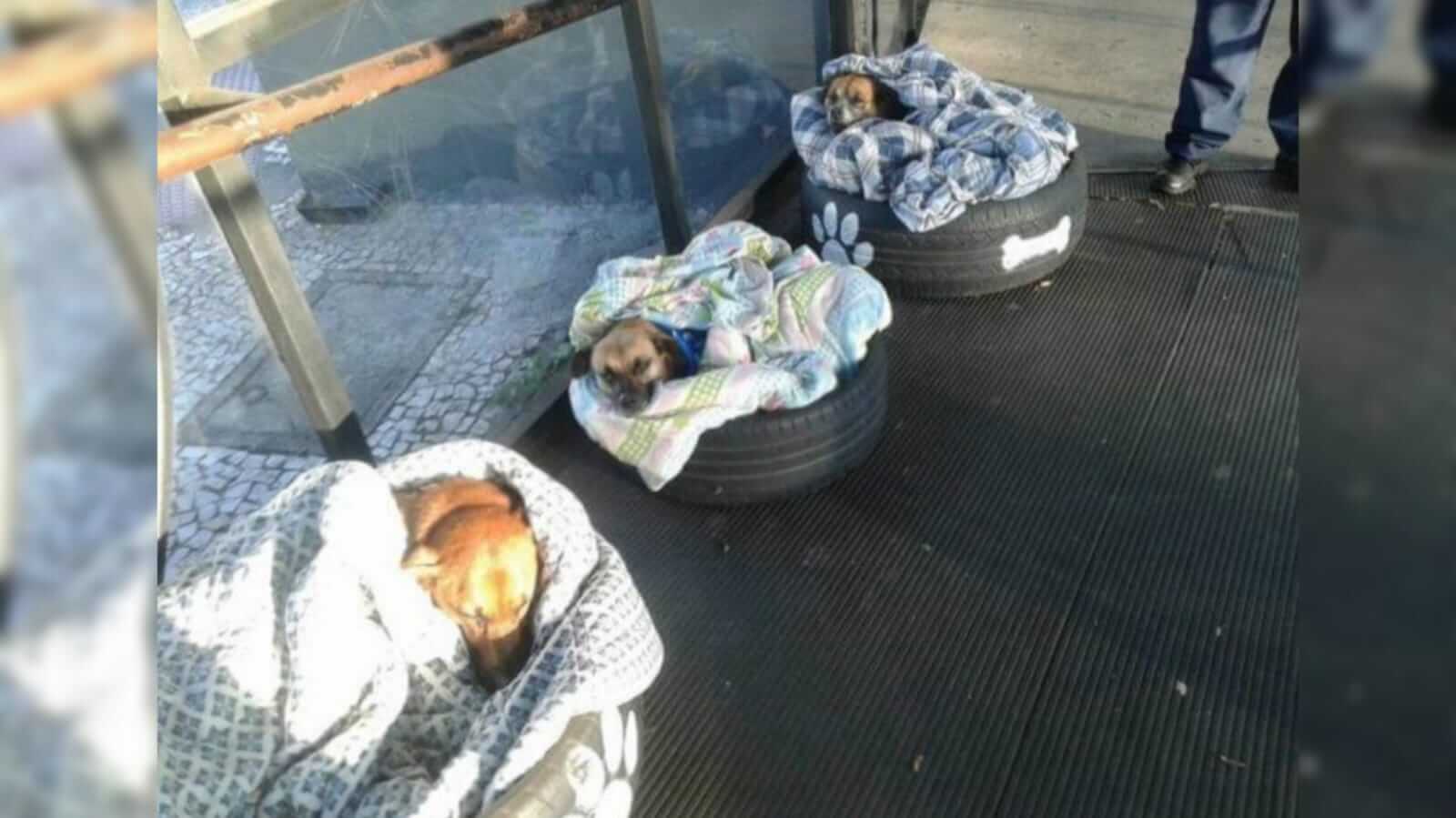 Cachorros ganham cama em terminal de ônibus