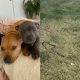 Cadela enfrenta cobra para salvar irmão canino