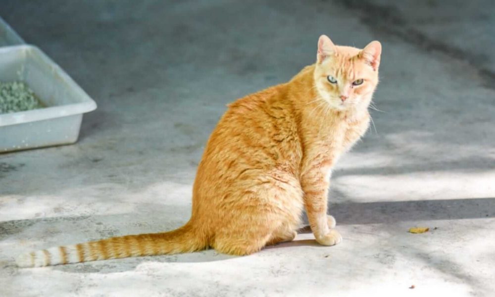 Gato laranja sentado
