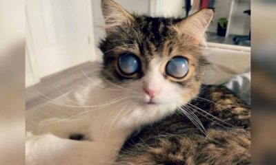 Gato com olhos brancos