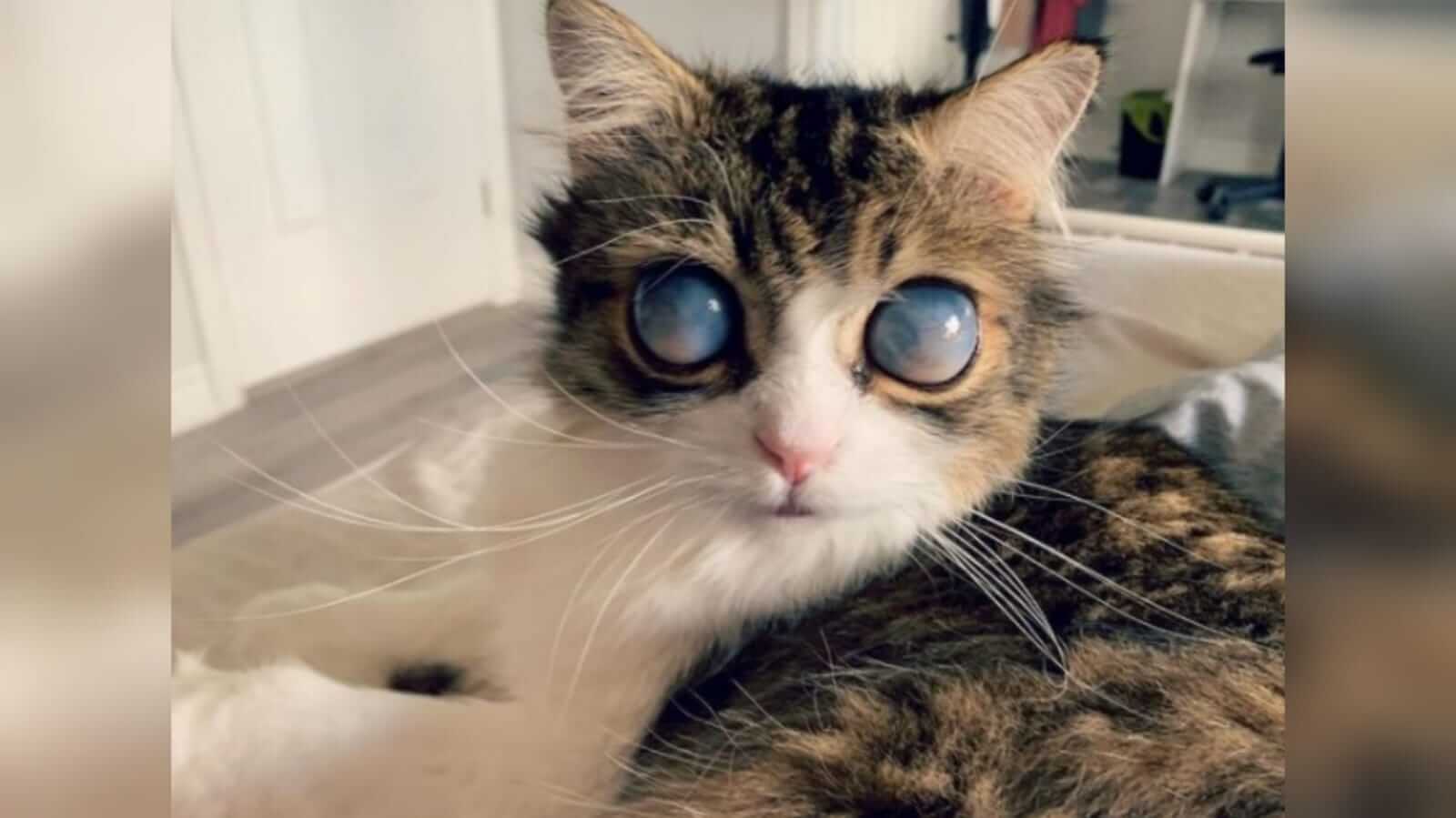 Gato com olhos brancos