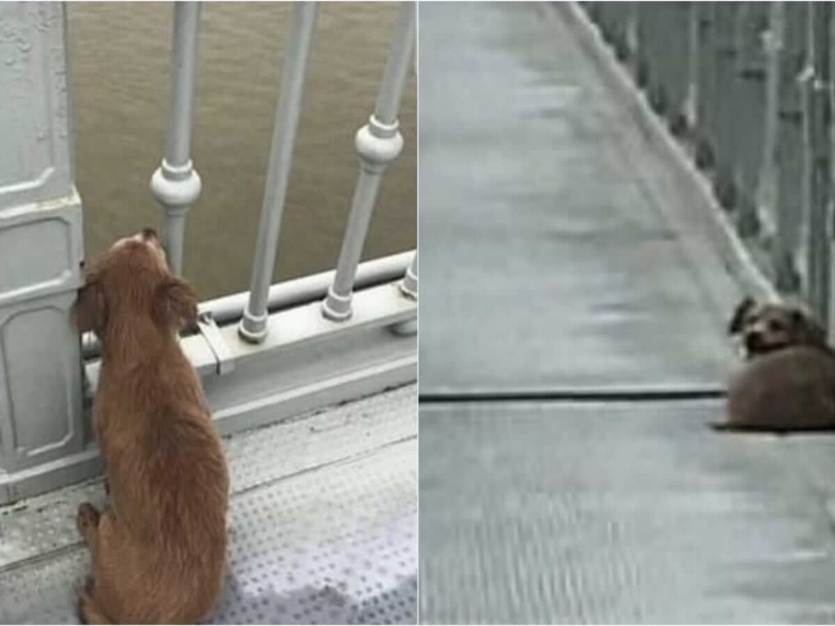 Dono entrega o cão a um abrigo dentro de um balde com óleo do