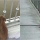 Cachorro deitado em ponte