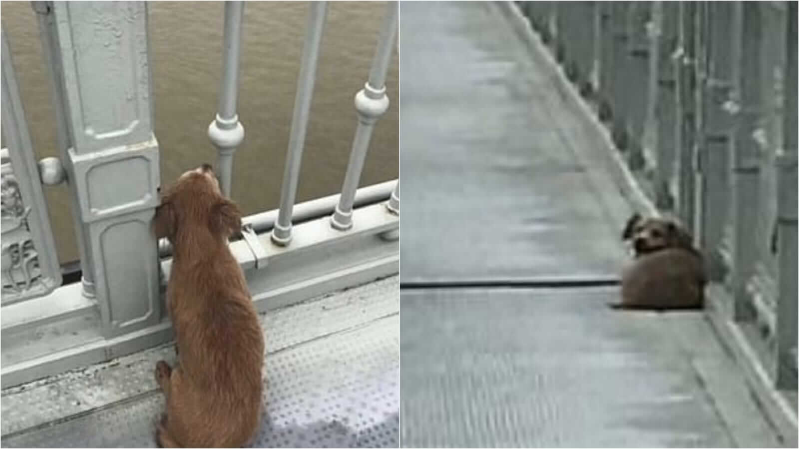 Cachorro deitado em ponte