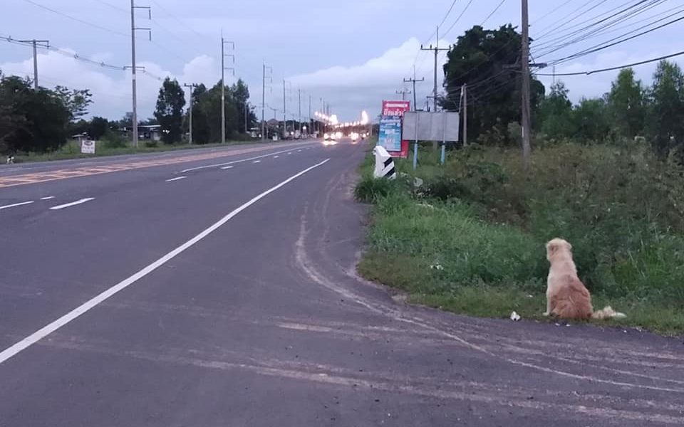 Cachorro na beira da estrada esperando pelos donos