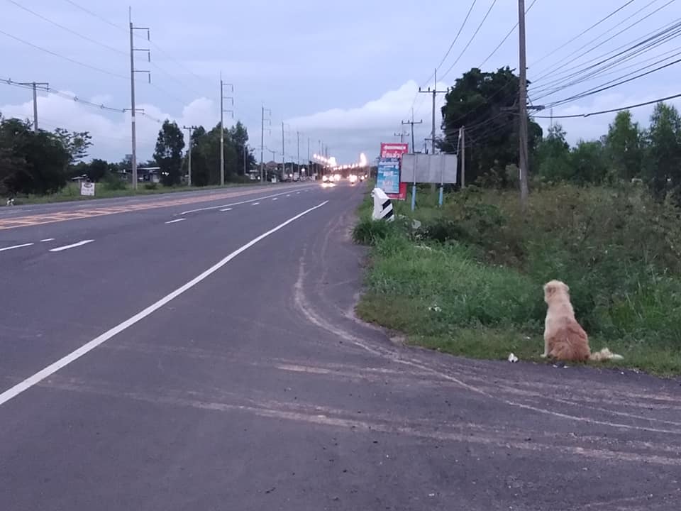 Cachorro na beira da estrada esperando pelos donos