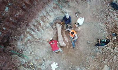 Fóssil de titanossauro encontrado no Maranhão