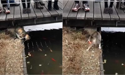 Gato pescando em lago