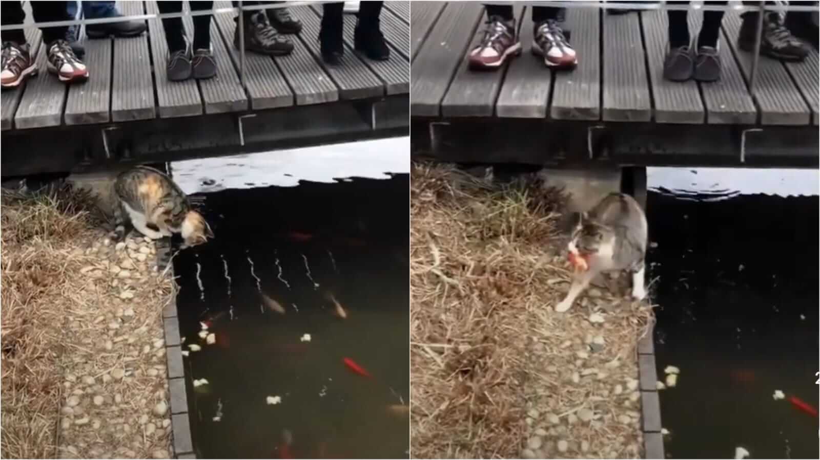 Gato pescando em lago