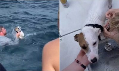 Resgate de cachorro no mar