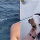 Resgate de cachorro no mar