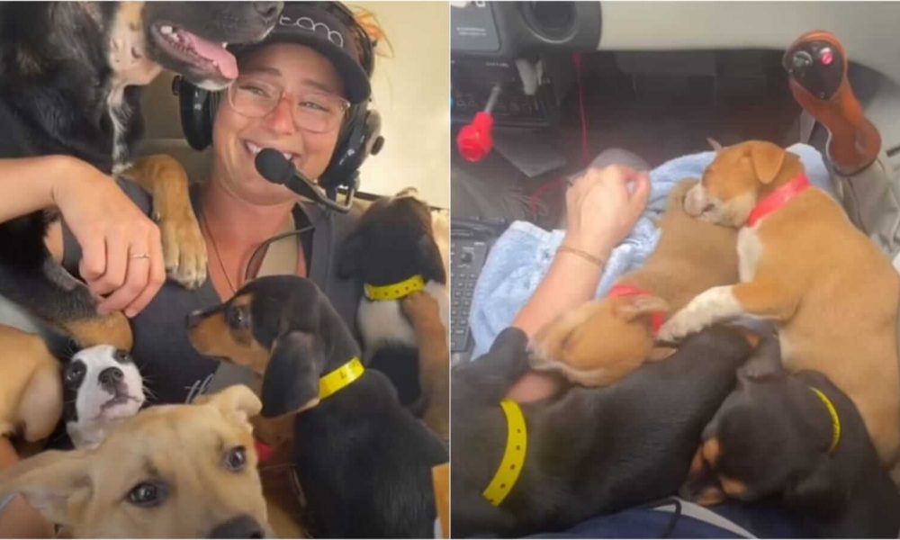 Mulher com cachorros em avião