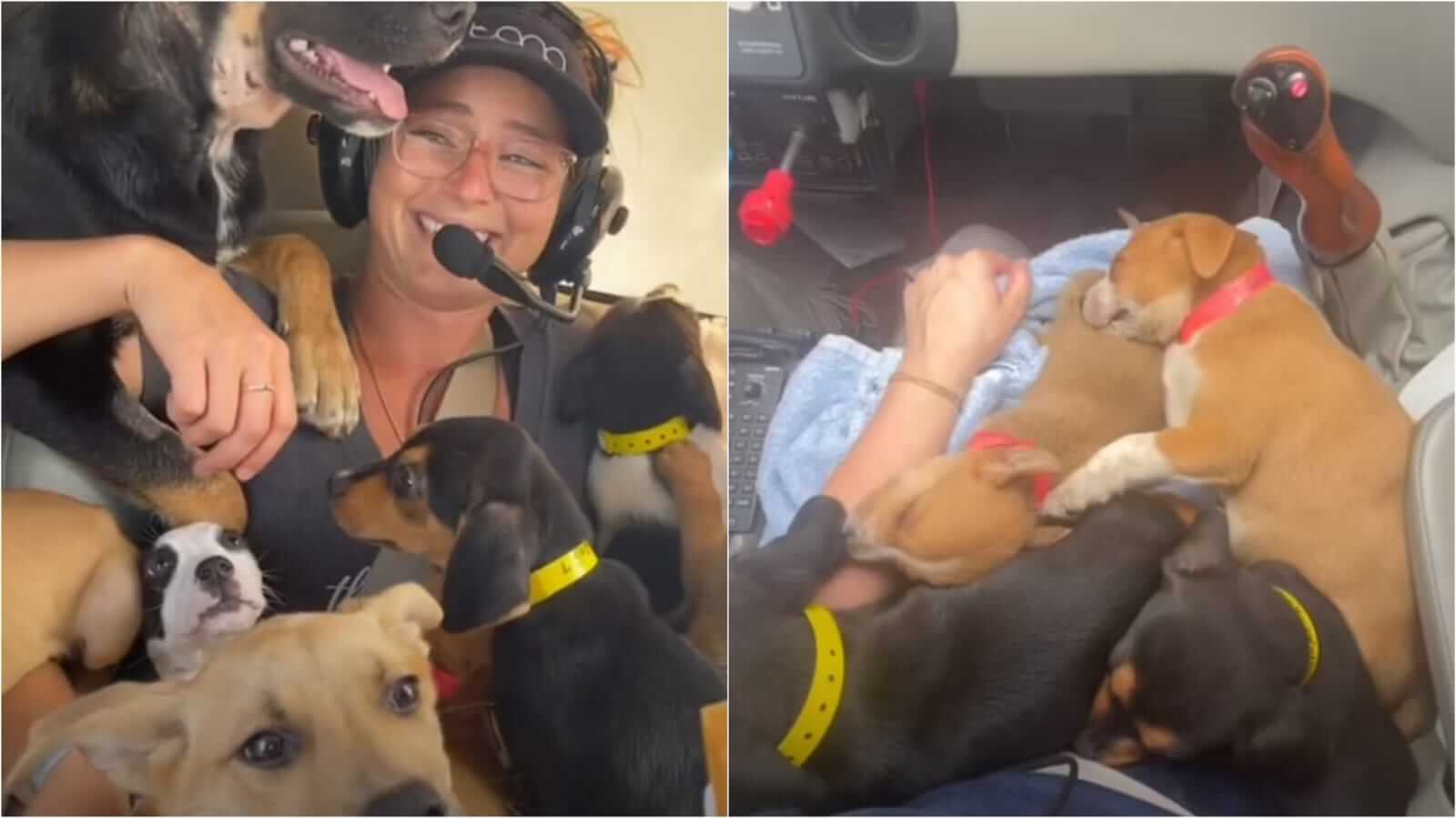 Mulher com cachorros em avião
