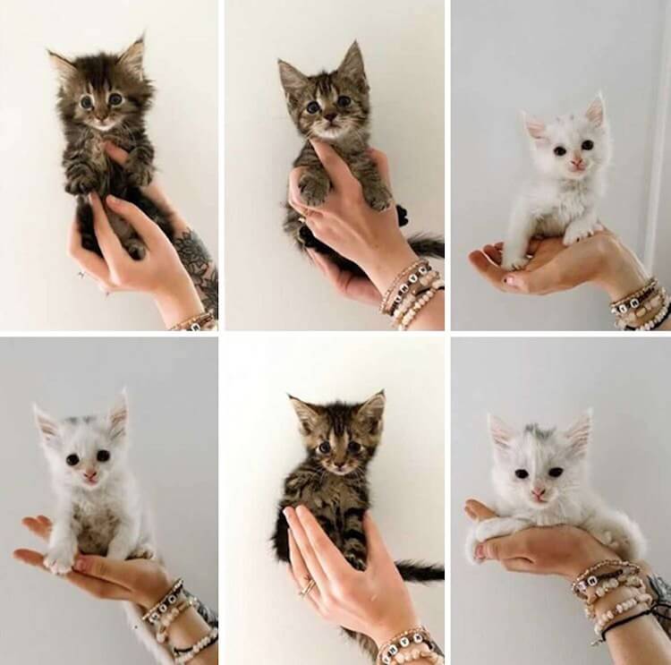 Montagem com seis filhotes de gatos
