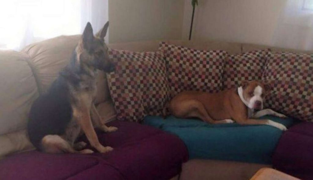Dois cachorros deitados em sofá