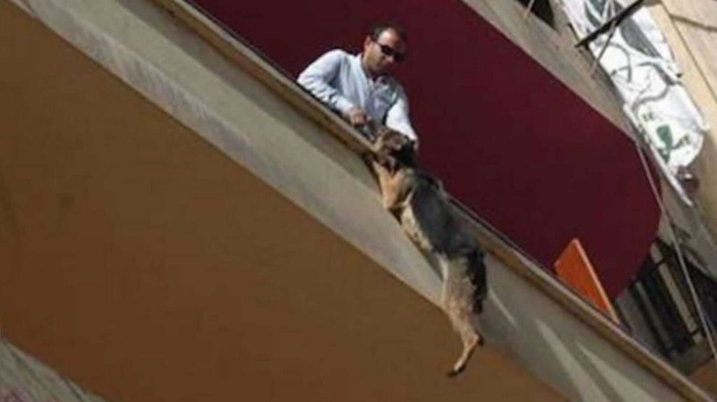 Homem salvando cachorro pendurado em varanda