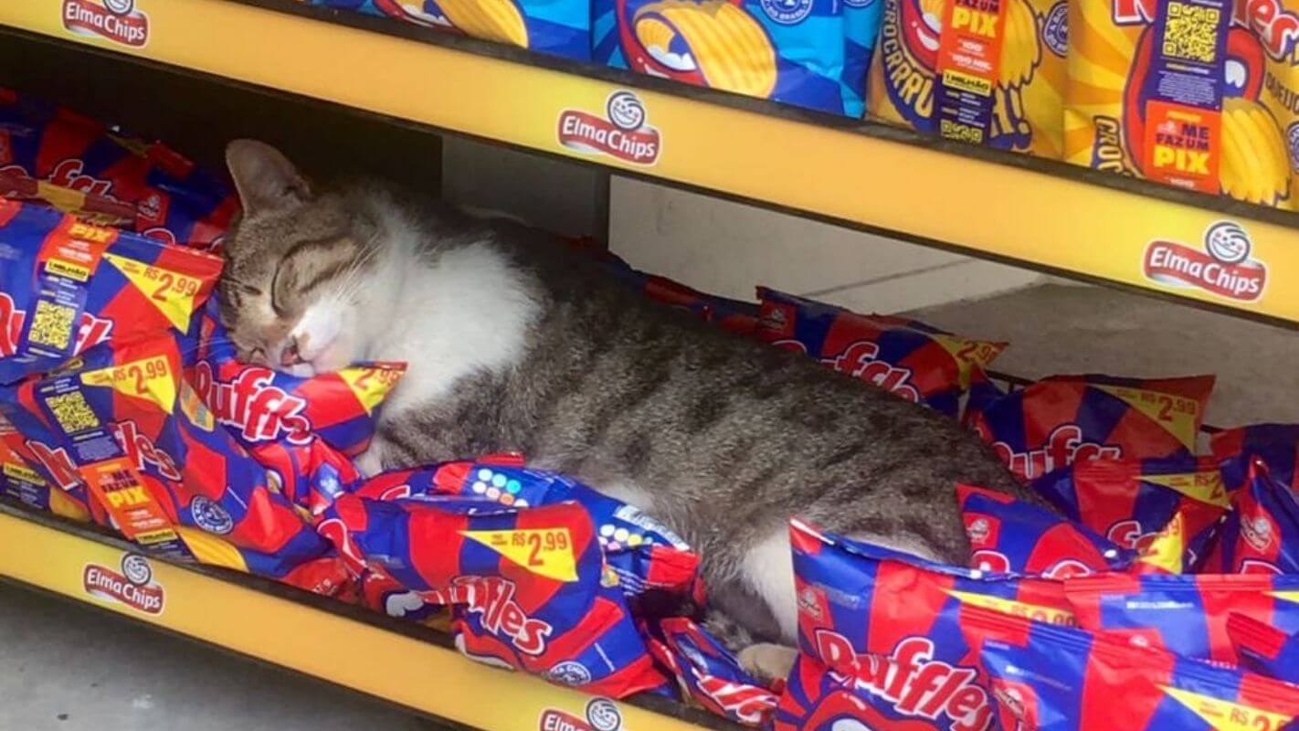 gatinho dormindo em cima de salgadinhos em super mercado