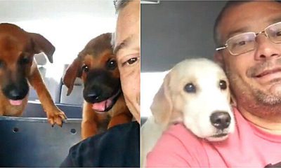 Homem com cachorros no carro
