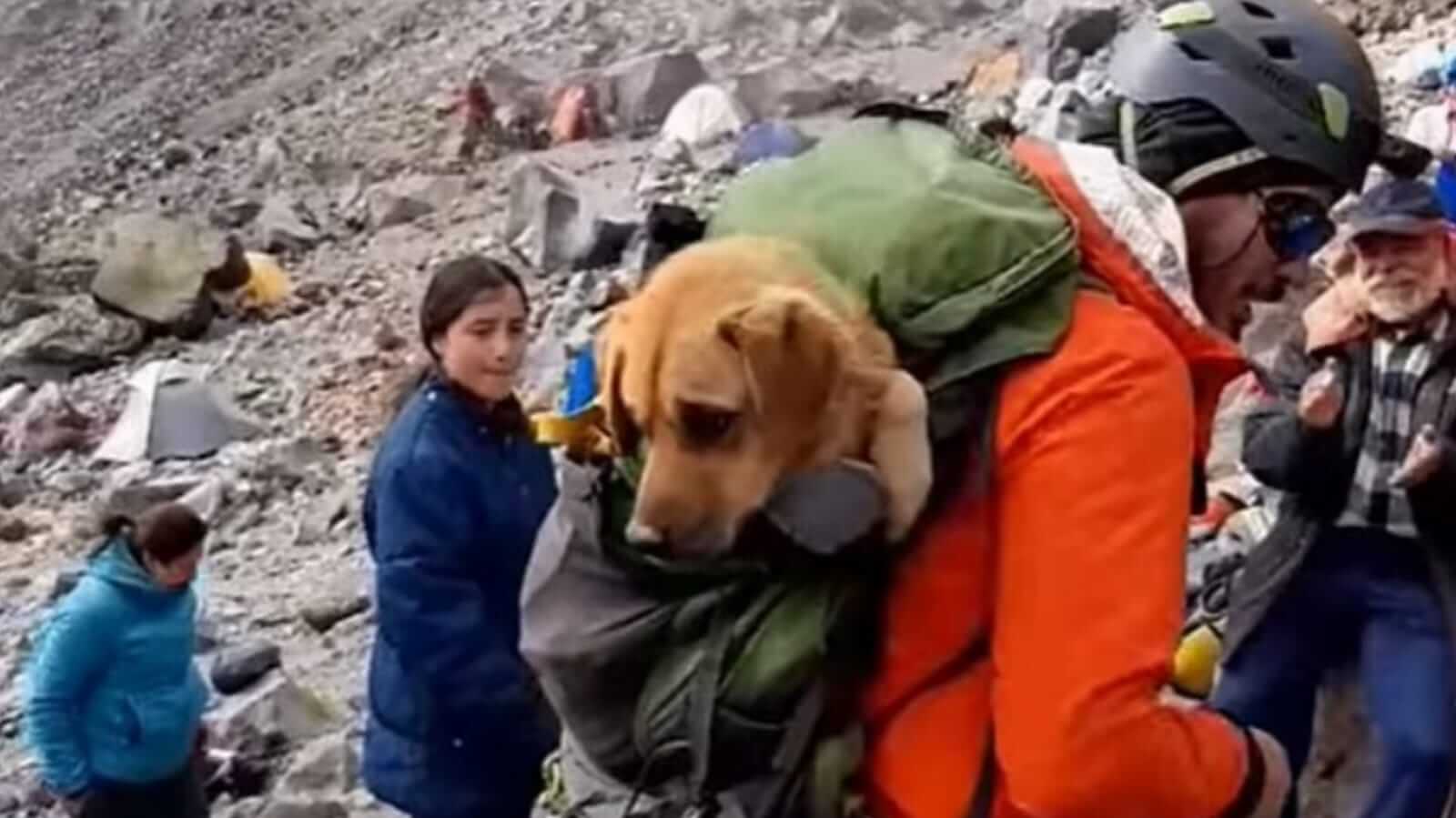 Alpinistas em montanha carregando cachorro